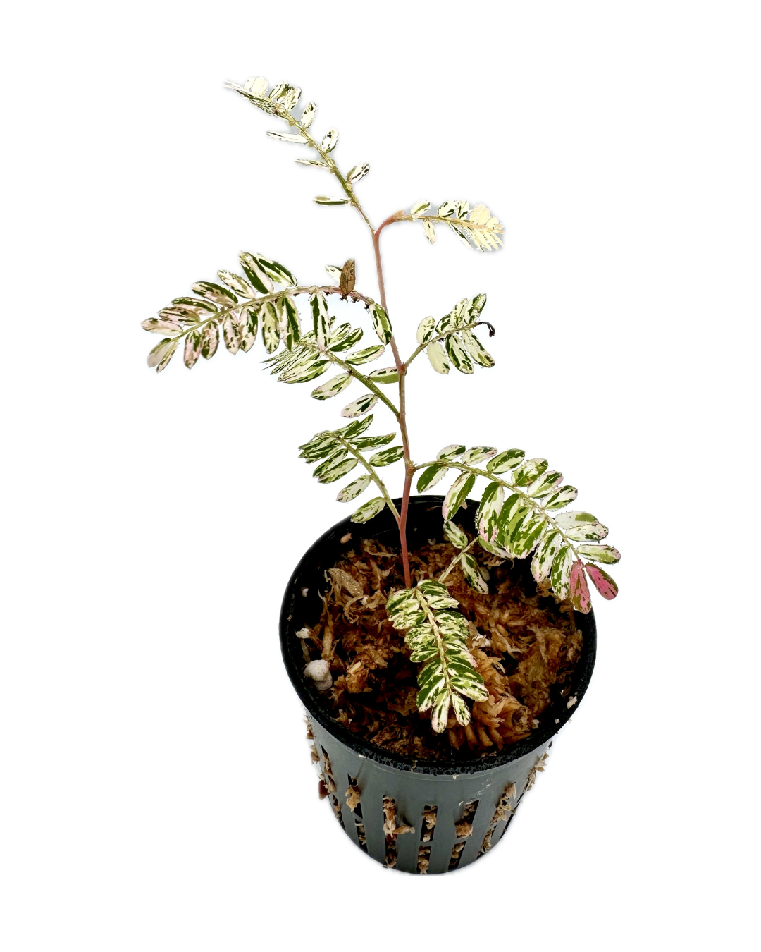 Pink Variegated Phyllanthus with pink-and-cream marbled foliage in a small pot