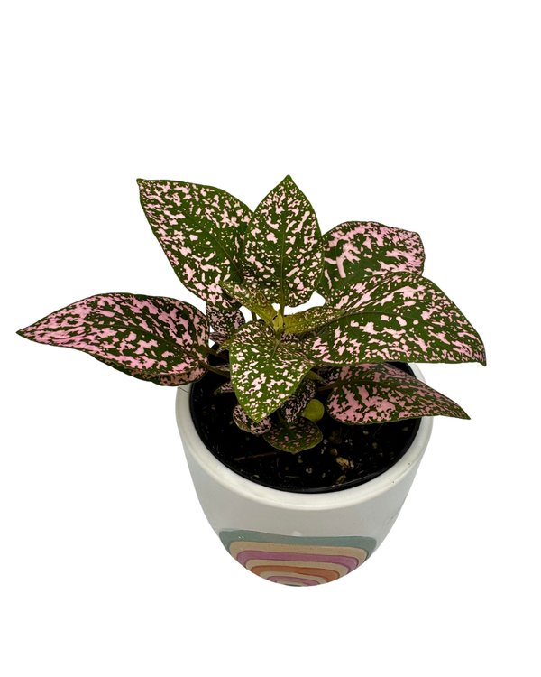Polka Dot Plant