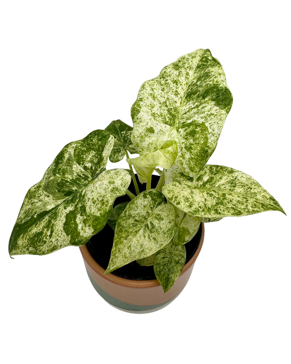 Alocasia Odora Batik Variegated