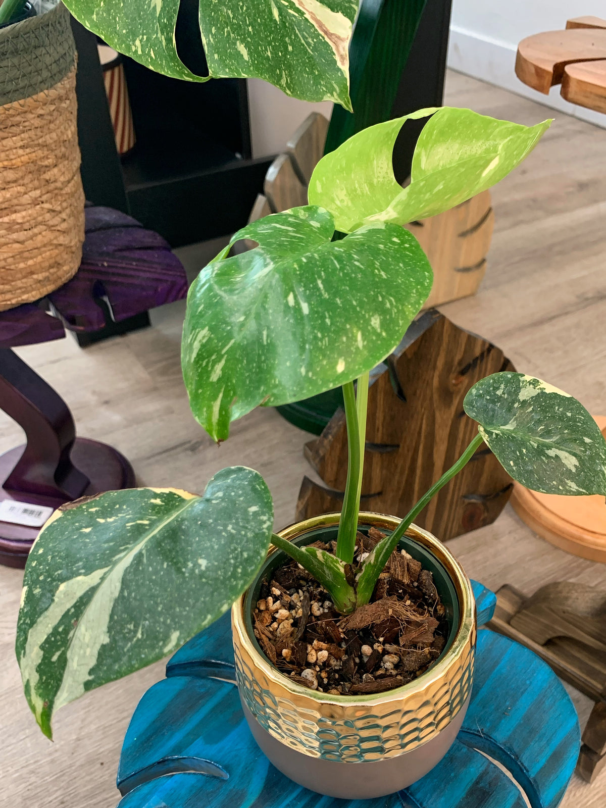 Monstera Thai Constellation