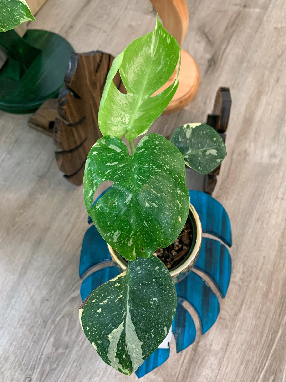 Monstera Thai Constellation