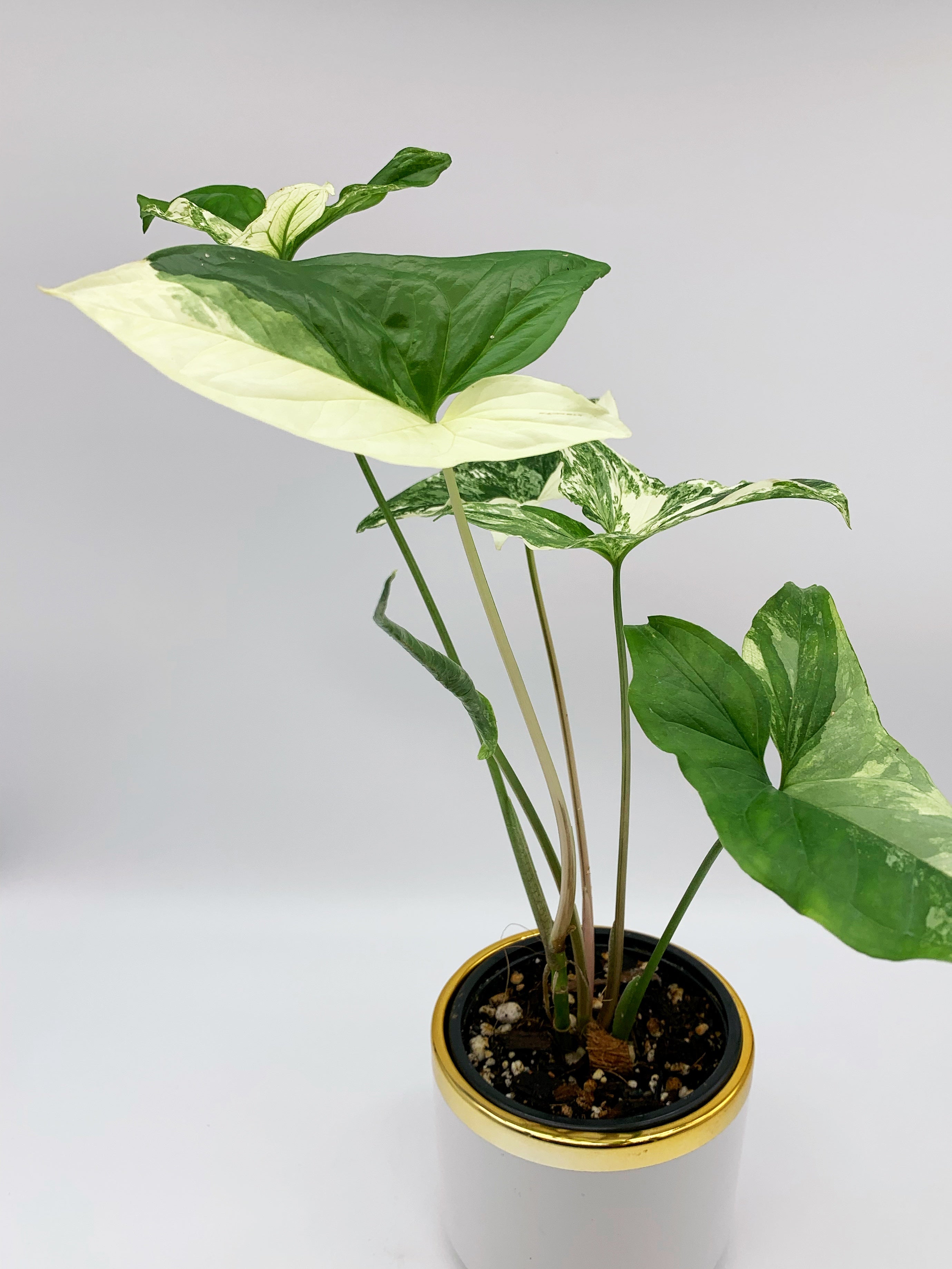 Syngonium Albo Upwegrow syngonium-albo-upwegrow