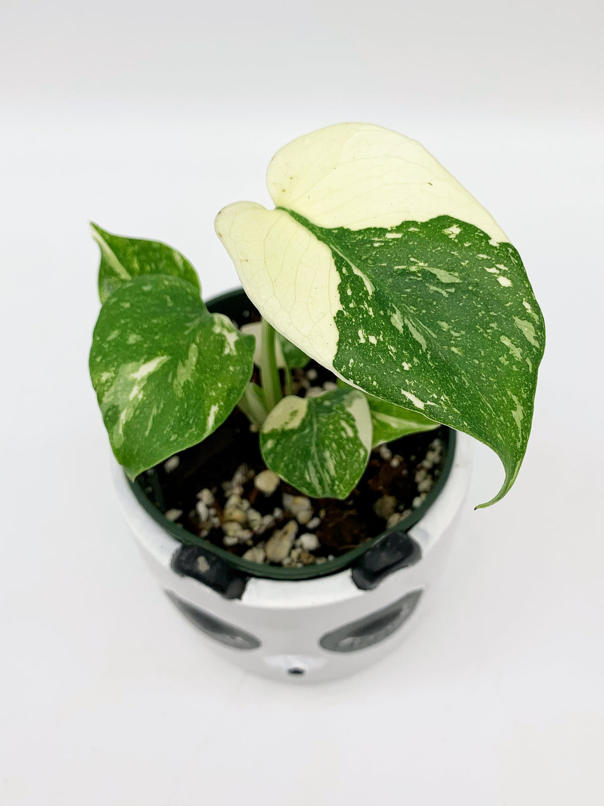 Monstera Thai Constellation