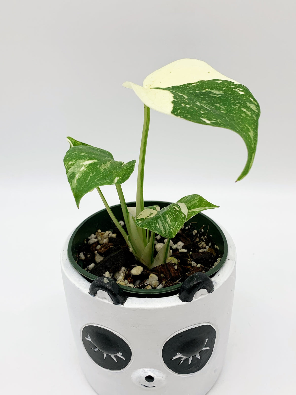 Monstera Thai Constellation