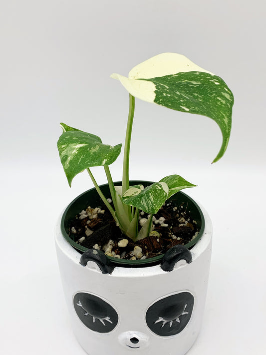 Monstera Thai Constellation