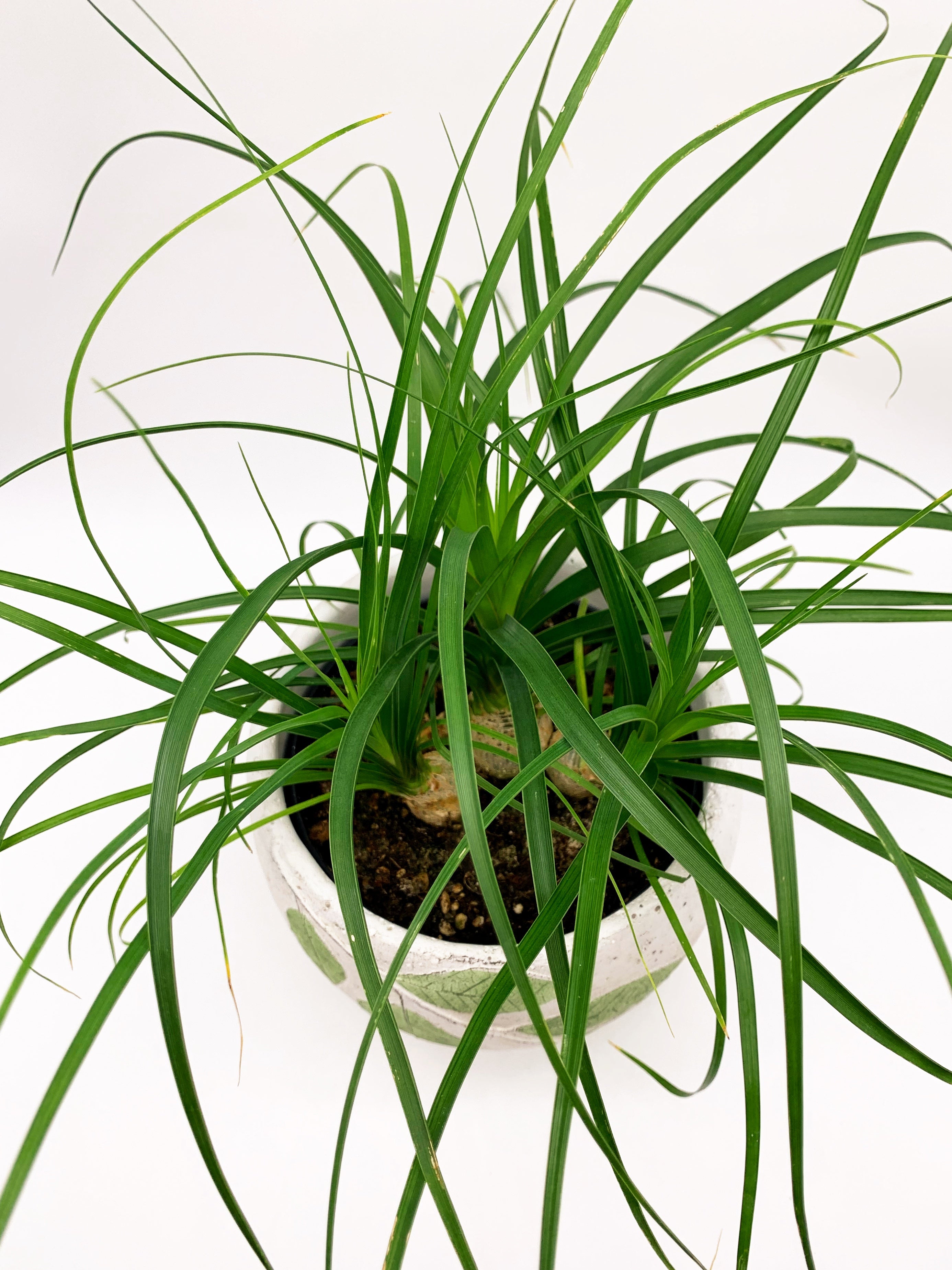 Ponytail Palm Upwegrow ponytail-palm-upwegrow