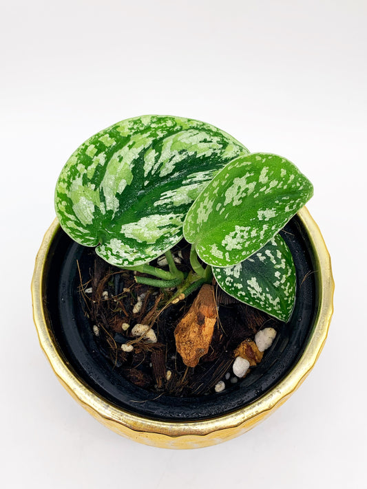 Scindapsus Tricolor