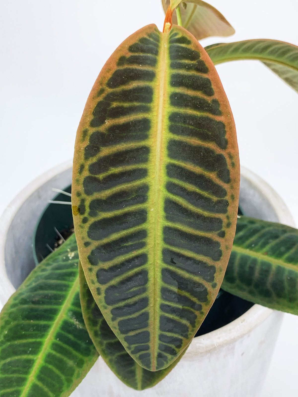Labisia sp. Riau