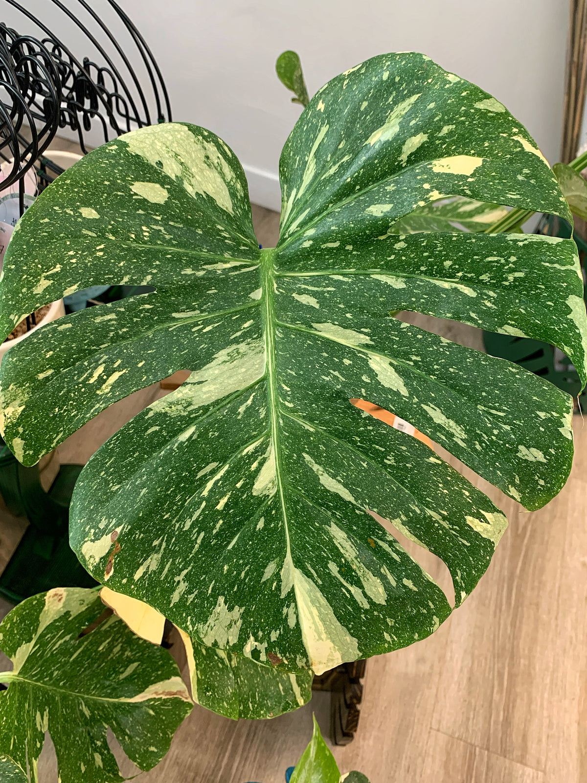 Monstera Thai Constellation