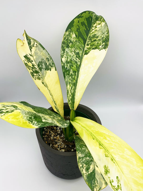 Dieffenbachia Big Ben Variegated