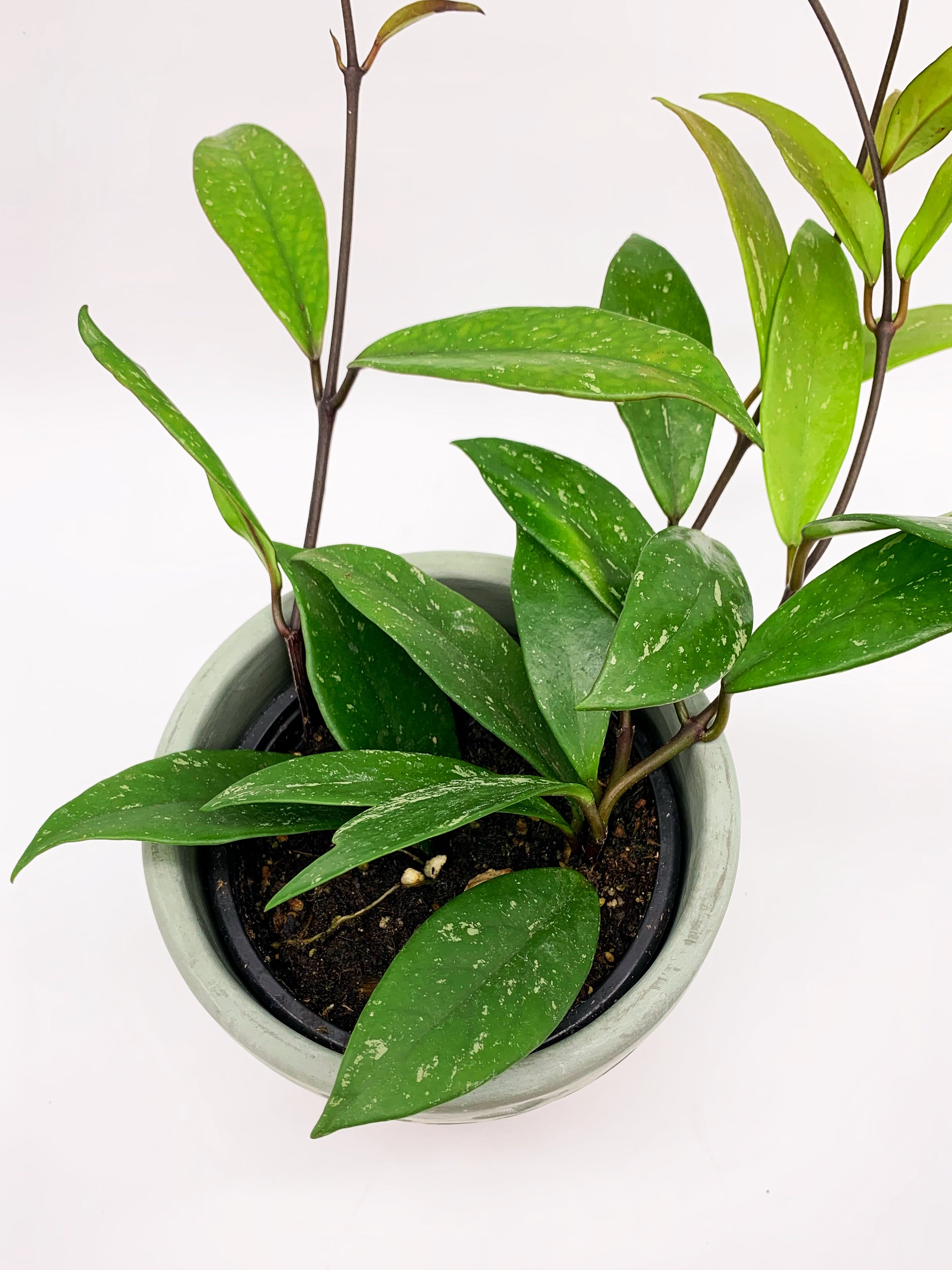 Hoya Pubicalyx