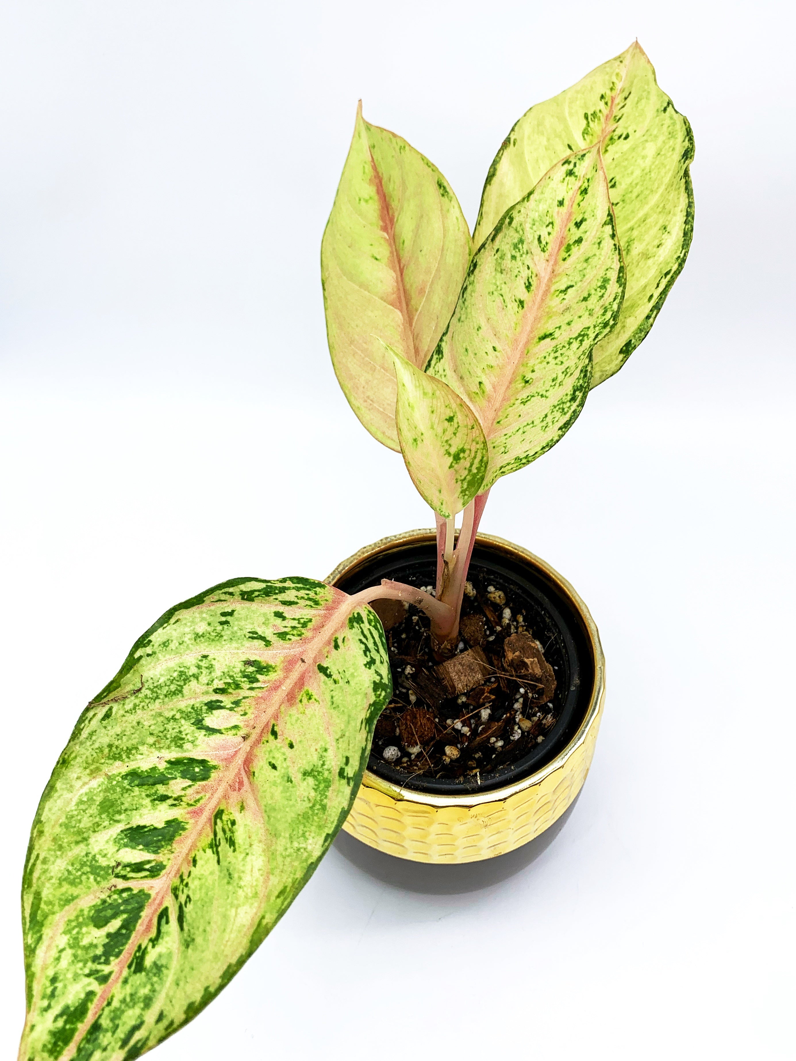 aglaonema frozen Aglaonema Frozen – upwegrow