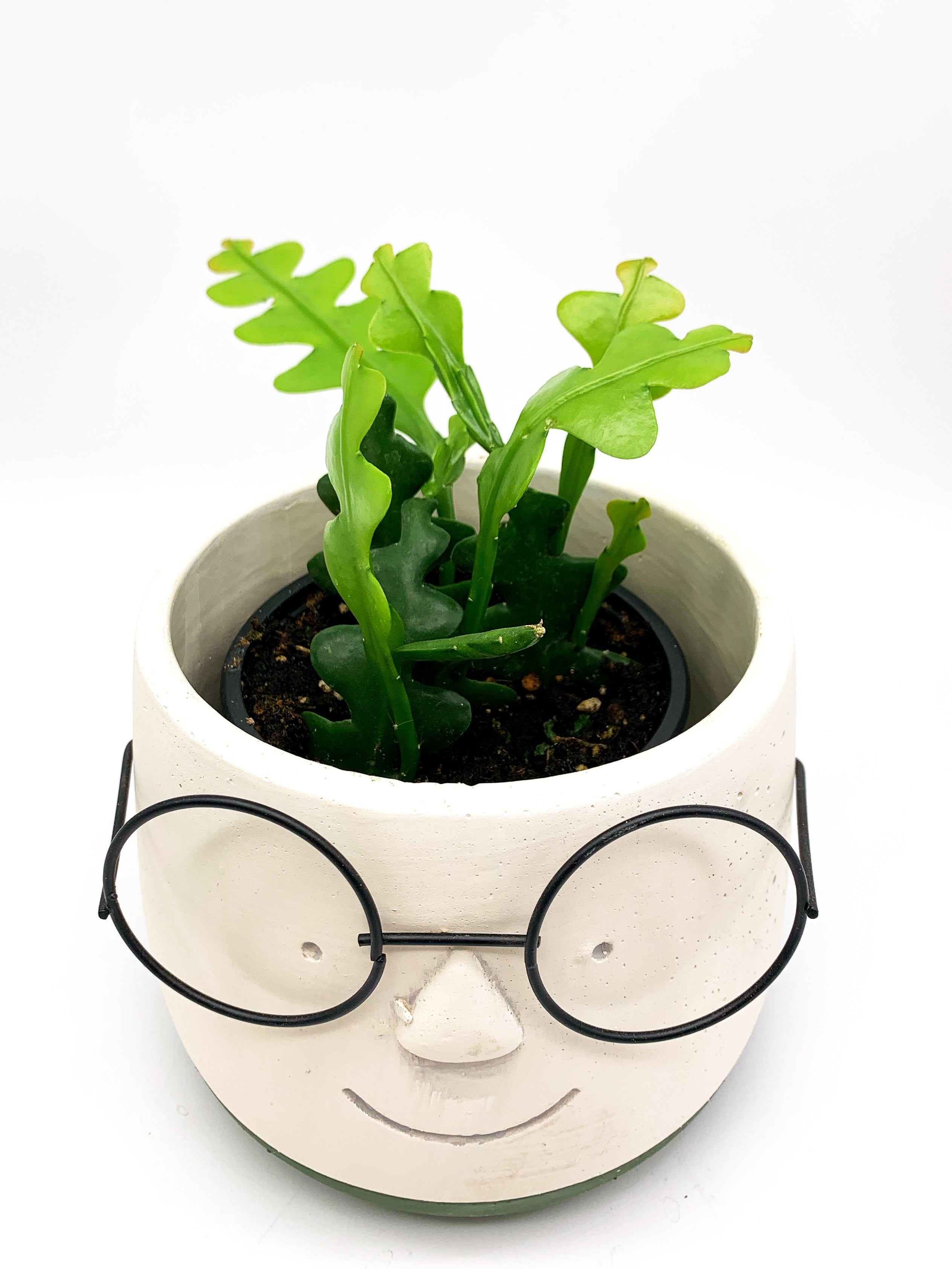 Rik Rak Fishbone Cactus – upwegrow